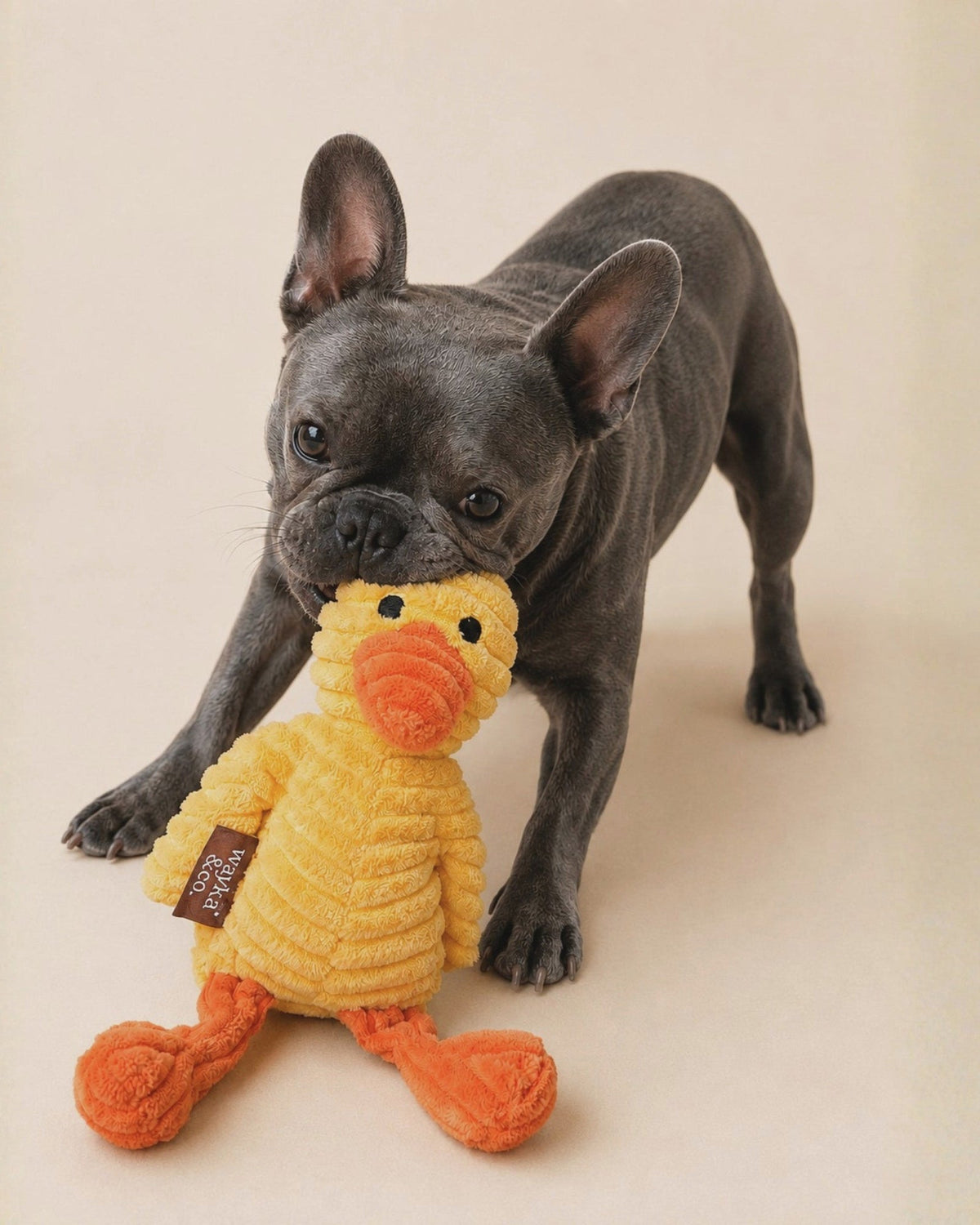 Dog with Wayka & Co. plush toy