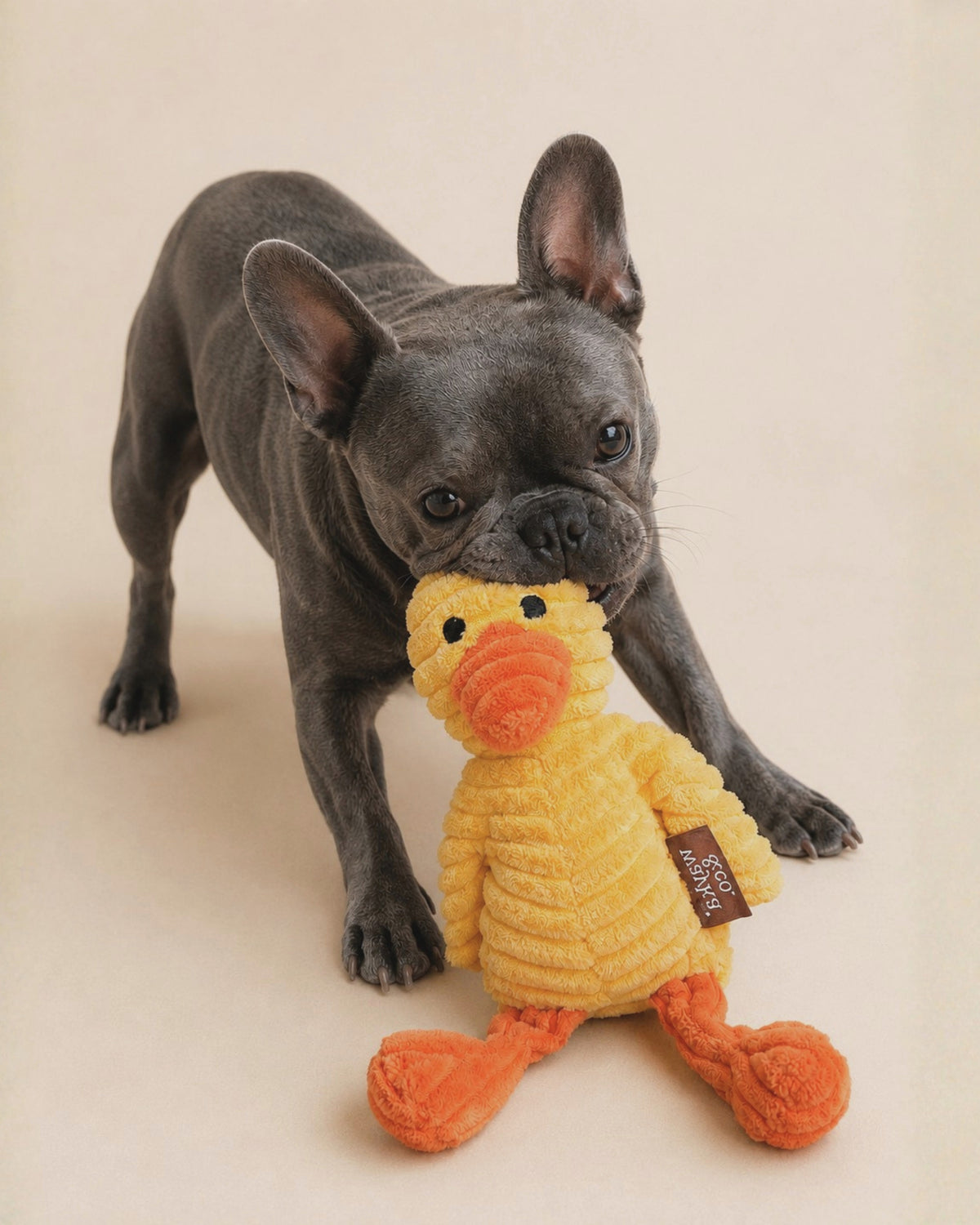 Duck Plush Toy