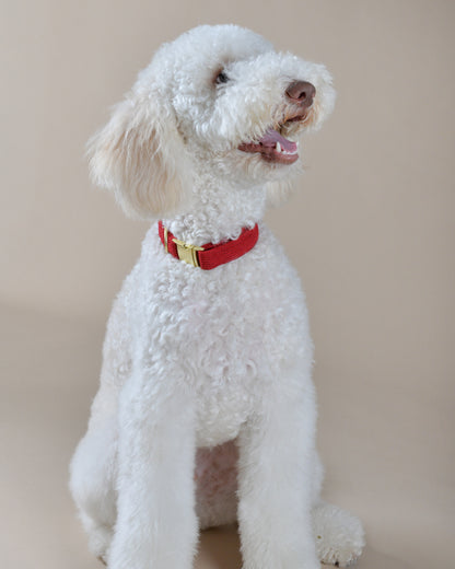 Corduroy Red Collar