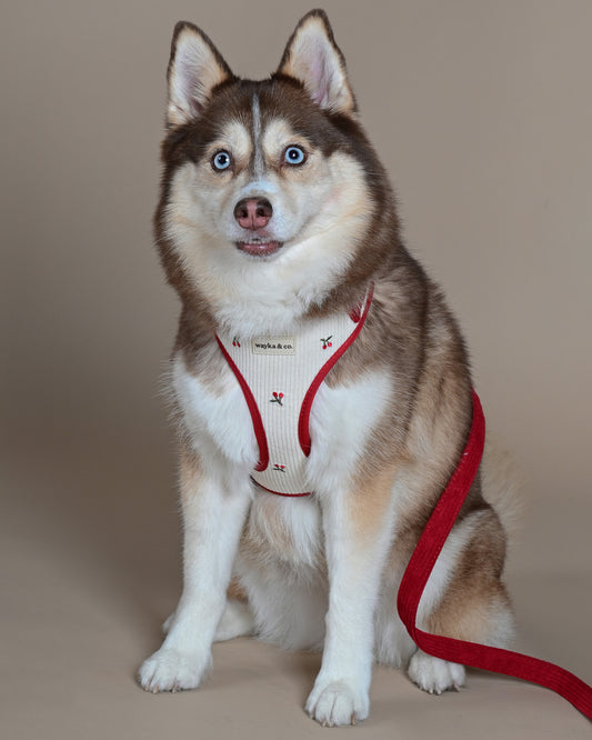 Cherry Corduroy Harness