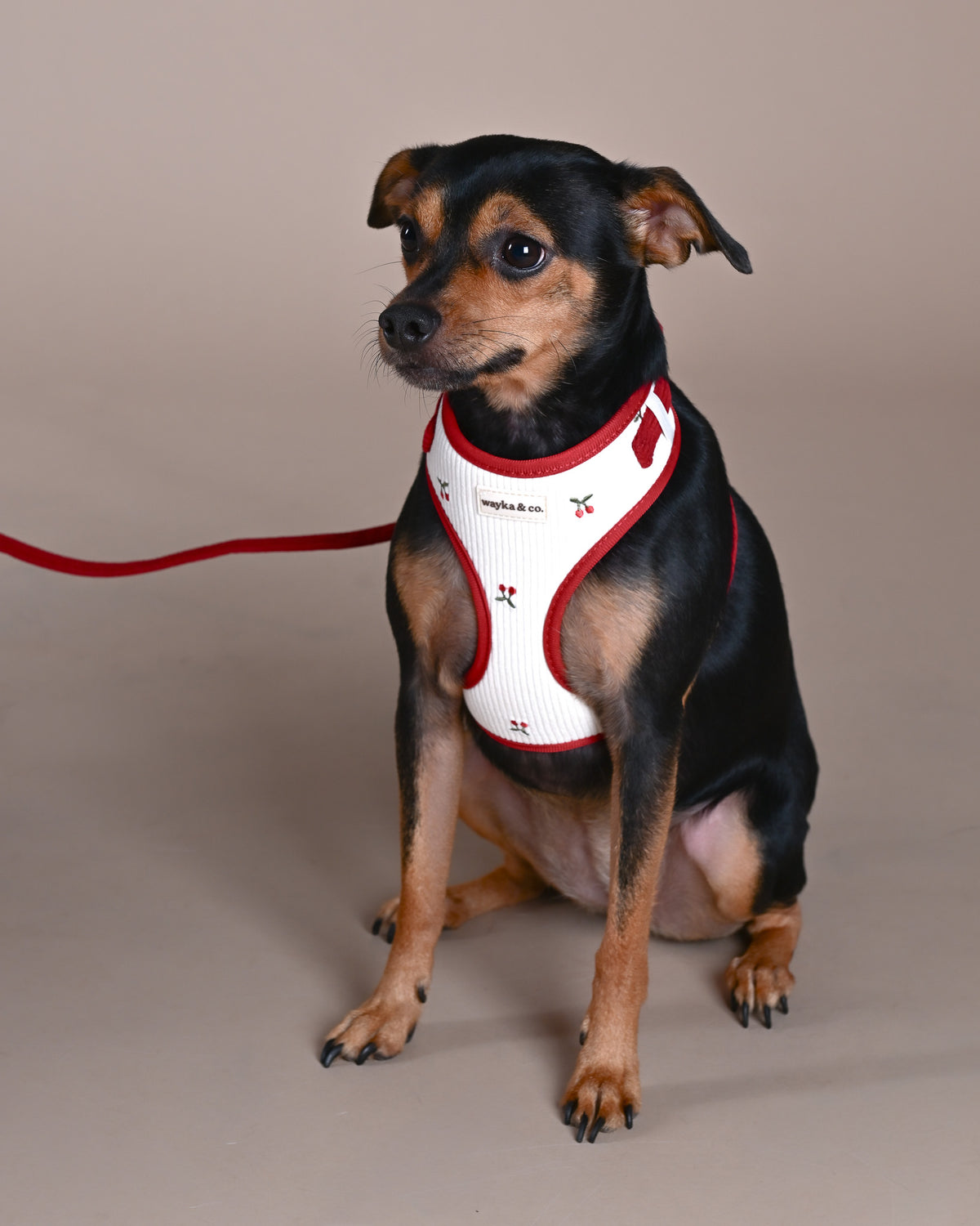 Cherry Corduroy Harness