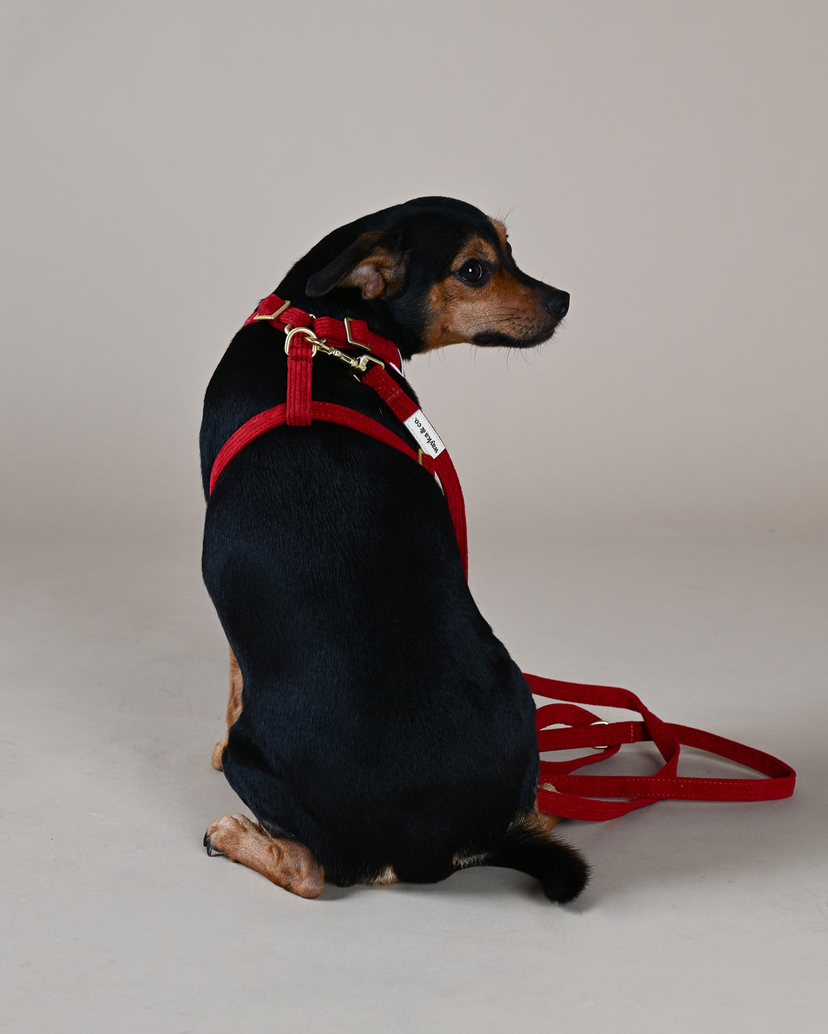 Corduroy Leash